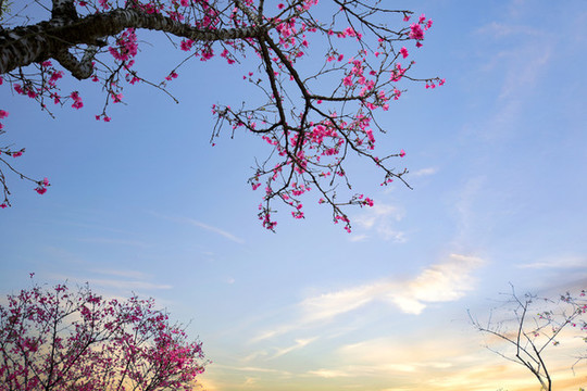 櫻花夢園