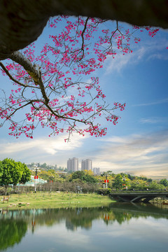 櫻花夢(mèng)園