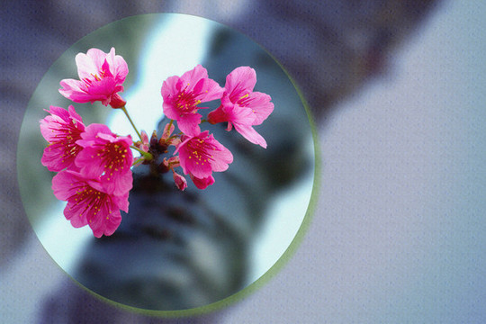 櫻花夢園