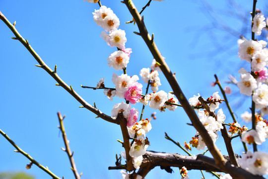 春天桃花