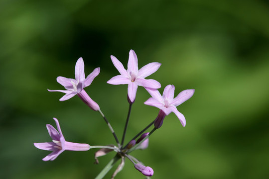 紫嬌花