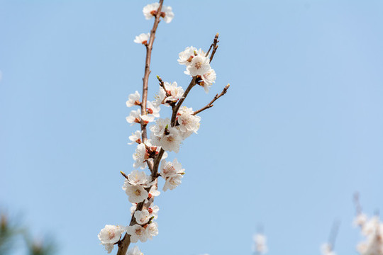 杏花桃花梨花