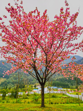 公園櫻花樹
