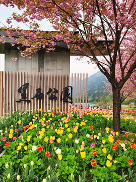 郁金香紅色櫻花