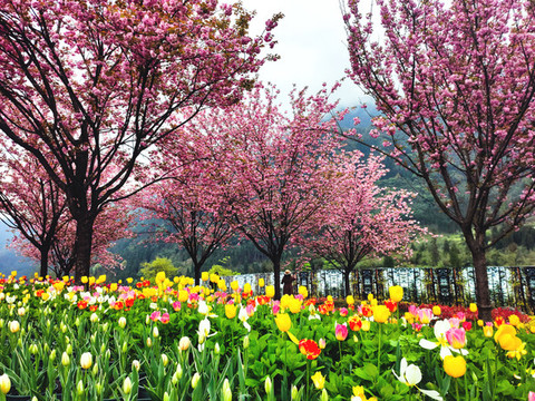 郁金香紅色櫻花