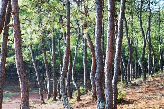 松樹林