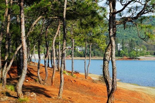 松樹林