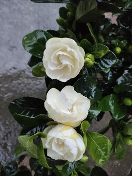 三朵梔子花