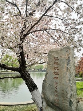 櫻花
