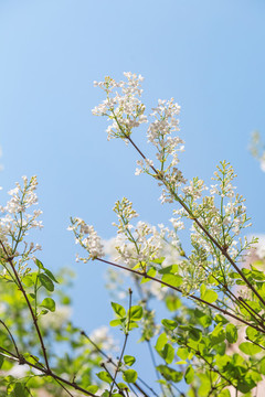 丁香花