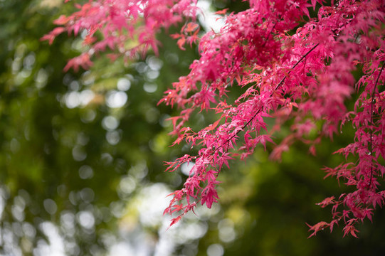 紅楓