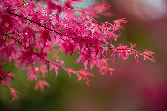 紅楓