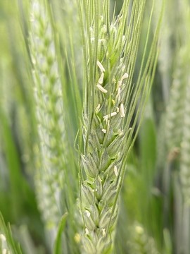小麥揚(yáng)白花