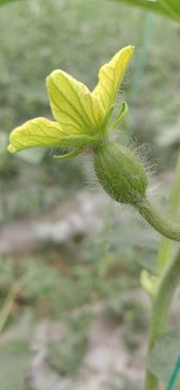西瓜開花