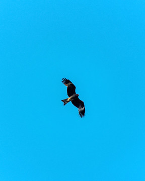 黑鳶