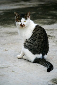 小花貓