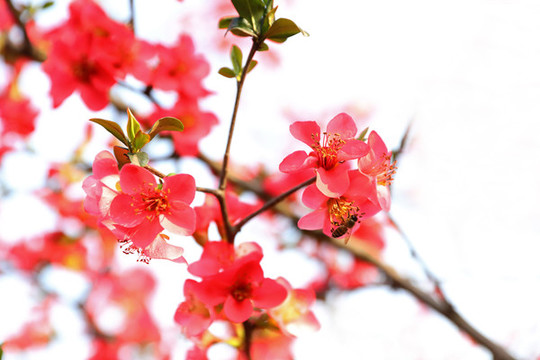 春暖花開花卉特寫