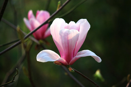 玉蘭花
