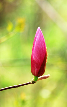 玉蘭花
