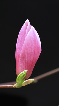 玉蘭花