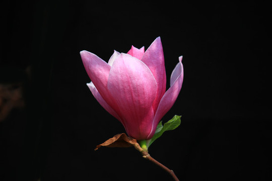 玉蘭花