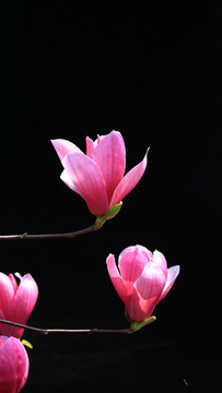 玉蘭花