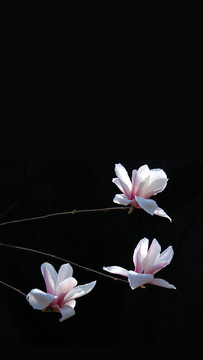 玉蘭花