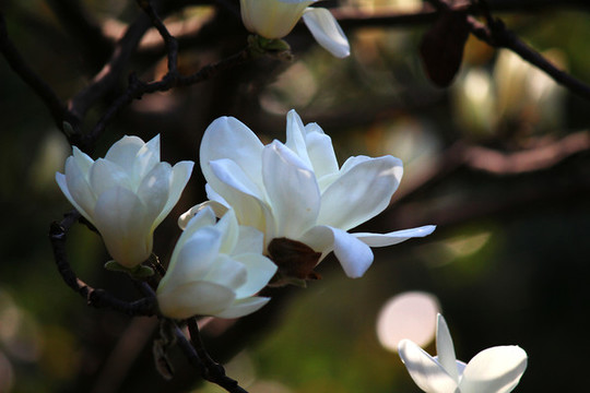 玉蘭花