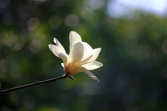 玉蘭花