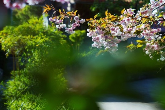 櫻花