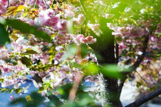 櫻花