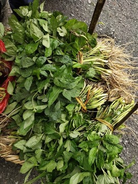 鴨腳板野菜