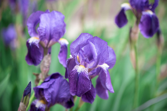 紫花鳶尾