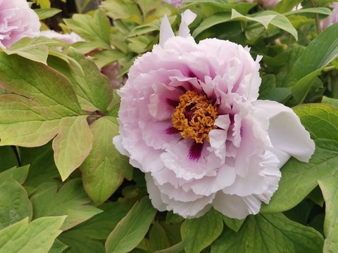 牡丹花