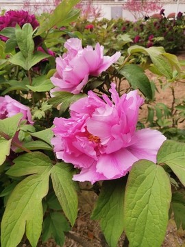 牡丹花
