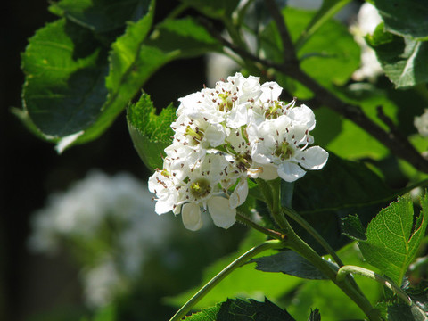 山楂樹的盛花期
