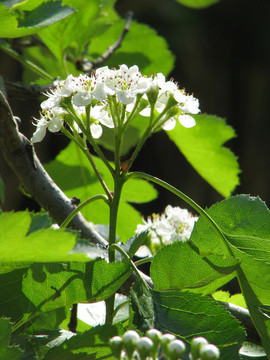 山楂樹(shù)的盛花期