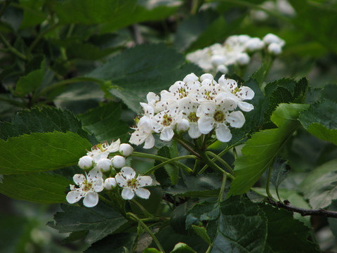 山楂樹的盛花期