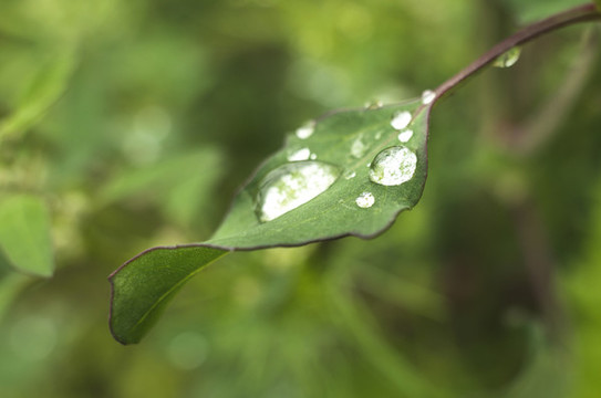 露珠小草