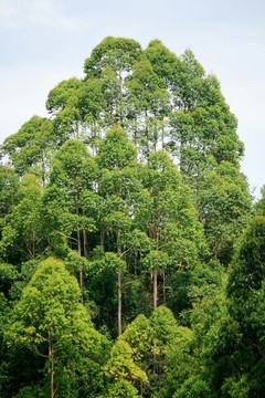 桉樹林