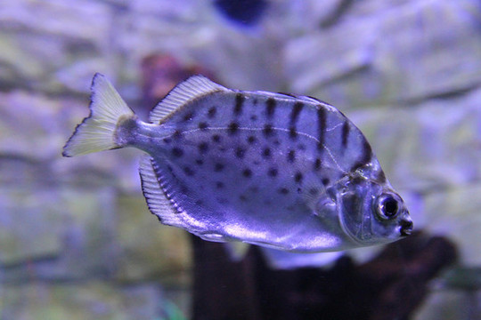 銀鼓魚