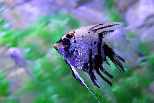 神仙魚