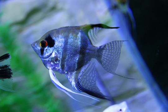 神仙魚