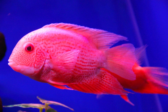 金菠蘿魚