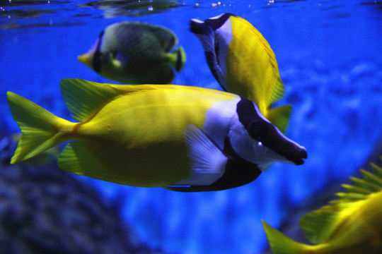 黃斑狐貍魚