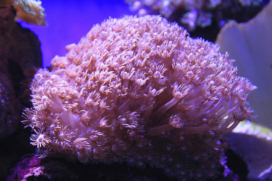手指珊瑚