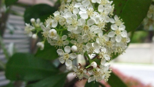 石楠花