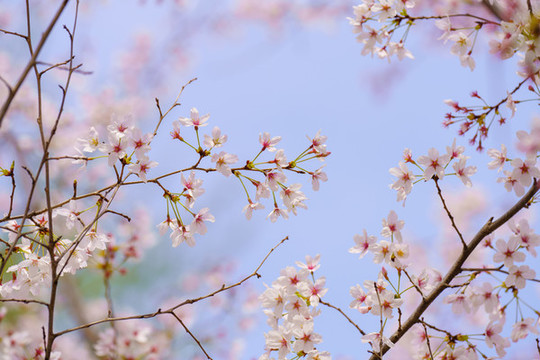 櫻花