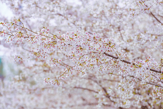 櫻花