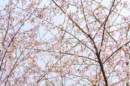 櫻花